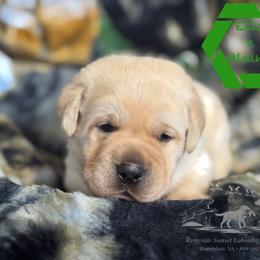 Green collar male - Yellow male Labrador Retriever puppy in Beaverdam, Virginia from Riverside Sunset Labrador Retrievers