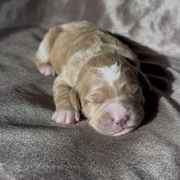 Goldendoodle puppies from Justine’s Retrievers and Doodles