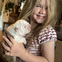 Mr Potato Head - Red and white male Bulldog puppy in Fayettville Ar, Arkansas from Ozark Bulldogs