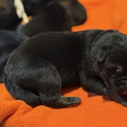 Maroon-Lurch - Black and tan male German Shepherd puppy in Medical Lake, Washington from Nine Realms German Shepherds