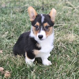 American Corgis and Pembroke Welsh Corgis from Clover Meadows Farm Corgis