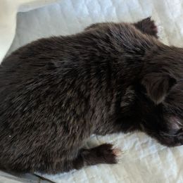 Tiny Victoria $2000 - Chocolate Chihuahua puppy in Maryland from A & O Cherished Chihuahuas