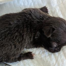 Tiny Victoria $2000 - Chocolate Chihuahua puppy in Maryland from A & O Cherished Chihuahuas