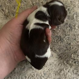 Yellow - Brown and white male Cocker Spaniel puppy in Soddy Daisy, Tennessee from Kaleidoscopic Creations