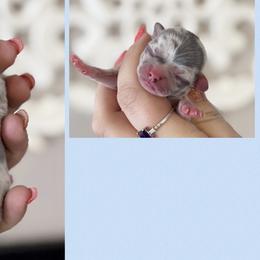 Fred - Merle male Chihuahua puppy in Harrison, Michigan from Cloud9 Chihuahuas