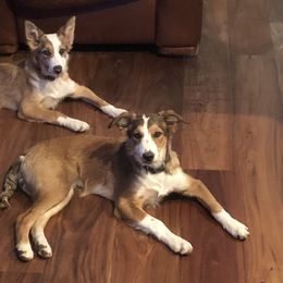 Border Collie Puppies from Burke BC’s
