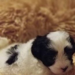 Maltipoo and Poodle Puppies from Kack's Poos