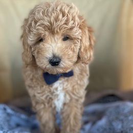 Goldendoodle and Poodle Puppies from Winchester Hills Poodles and Doodles