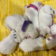 American Eskimo Dog Puppies from Ketura’s Angels Kennels