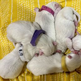 American Eskimo Dog Puppies from Ketura’s Angels Kennels