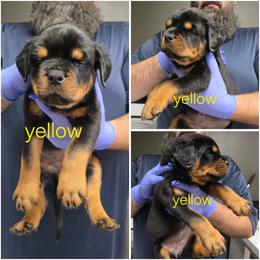 Girl 4 - Black and tan female Rottweiler puppy in Stanton, Kentucky from Vom Hause Alistair