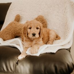 Bernedoodles and Goldendoodles from Baileys Ranch