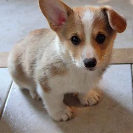 Pembroke Welsh Corgi All Grown Up from Patton's Pasture