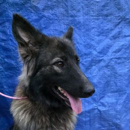 Maple - German Shepherd