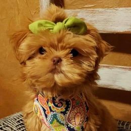 Shih Tzu and Yorkshire Terrier Puppies from Topknot Shih Tzu & Yorkie