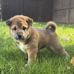 Sablé - Red male Shiba Inu puppy in Meridian, Idaho from Anko Shibas