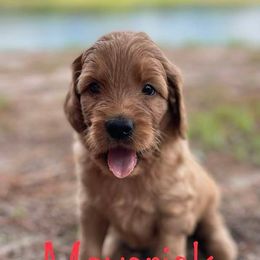 Goldendoodle Puppies from Raintree Lakes Doodles