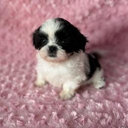 June - Black and white female Shih Tzu puppy in Shawnee, Oklahoma from Black Velvet Shih Tzu