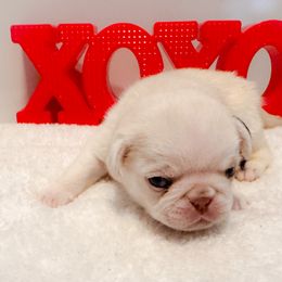 Charlotte - Purple Collar - Cream Pug puppy in Hereford, Arizona from Broken Road Ranch Pugs