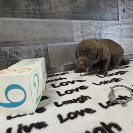 Boy 6 "Camo" - Chesapeake Bay Retriever puppy from Creekside Chesapeakes