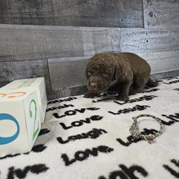 Boy 6 "Camo" - Chesapeake Bay Retriever puppy from Creekside Chesapeakes