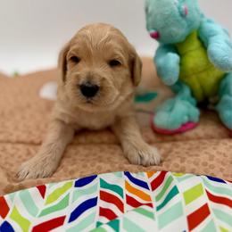 Wrigley - Apricot male Goldendoodle puppy in Willacoochee, Georgia from Kitandkboodle's Doodles