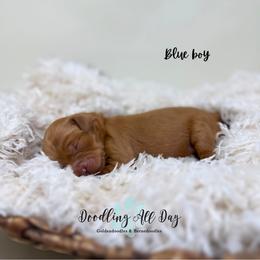 Blue boy - Red  male Goldendoodle puppy in Valdese, North Carolina from Doodling All Day Goldendoodles