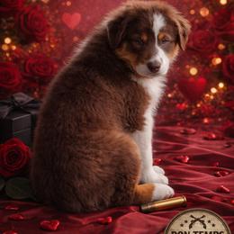 Riot - Red tri-color male Australian Shepherd puppy in Diberville, Mississippi from Bon Temps Ranch