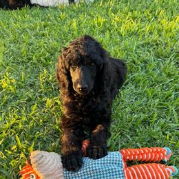 Camilla (Dk Pink Collar) - Black female Poodle puppy in Breckenridge, Texas from Cates Standard Poodles