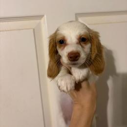 Lumine - Piebald female Dachshund puppy in Conroe, Texas from Dots Dachshunds