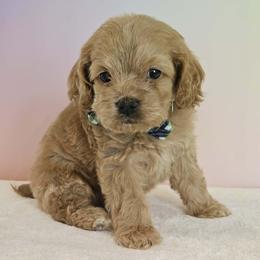 Leroy - Red male Cockapoo puppy in Louisburg, North Carolina from Raven Oak's Mini Cockapoos and Mini Dachshunds