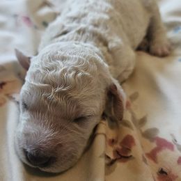 Carly - Cream female Goldendoodle puppy in Kansas City, Missouri from Poppy's Doodles