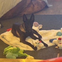 Purple collar female - Mahogany female Belgian Malinois puppy in Paris, Kentucky from Z Domu Niedzwiedzia Malinois