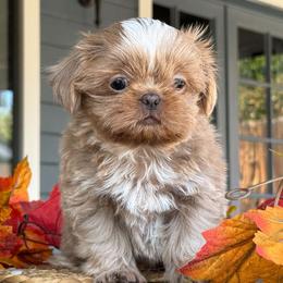 Boy 2 - Cream and white male Shih Tzu puppy in Calimesa, California from Little Mountain’s Shih Tzus