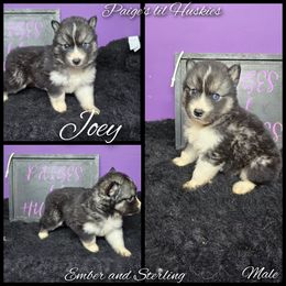 Joey - Black tan and white male Siberian Husky puppy in Bloomfield, Indiana from Paiges lil huskies