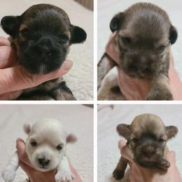 Havanese Puppies from Bella's Babies
