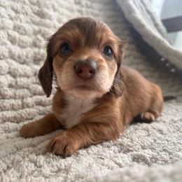 Female Three - Chocolate and tan female Dachshund puppy in Blackstone, Virginia from Cheyenne's Dachshunds