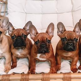French Bulldogs from Ford Frenchies