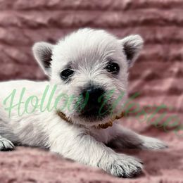 Yellow - White female West Highland White Terrier puppy in Cleveland Tx, Texas from Pixie Hollow Westies