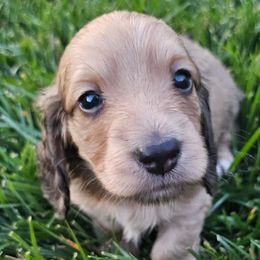 Dachshunds from Sean's Sausages