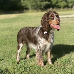 Timber - English Springer Spaniel