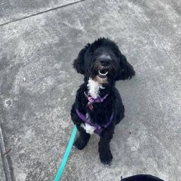 Goldendoodle All Grown Up from Doodle Life Goldendoodles