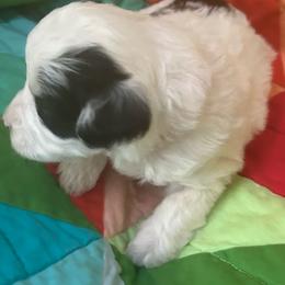 Paisley-pink - Black and white female Bernedoodle puppy in Lynch Station, Virginia from Mini Bernedoodles by Ziva & Zac