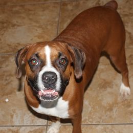 Asha - Boxer