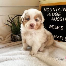 Cinder - Red merle female Australian Shepherd puppy in Murrayville, Georgia from Mountain Ridge Aussies