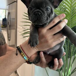 French Bulldog Puppies from Pardon My Frenchiez Kennels