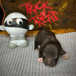 Max - Liver male Miniature Schnauzer puppy in Placerville, California from Rpuppies