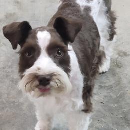 Sadie - Miniature Schnauzer
