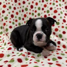 Tank - Black and white male Boston Terrier puppy in Hanover, Pennsylvania from Eastview Boston Terriers
