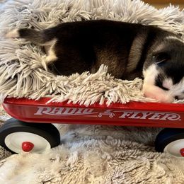 Pomsky Puppies from Ponderay Pomsky